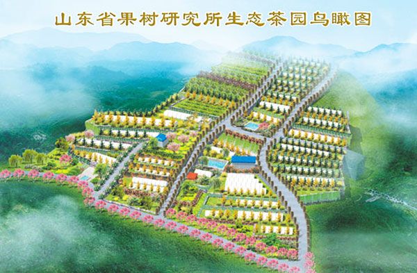 山東省果樹研究所生態茶園鳥瞰圖
